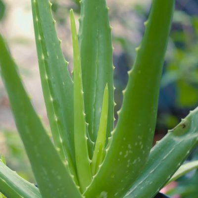 aloe vera, succulent, healthy